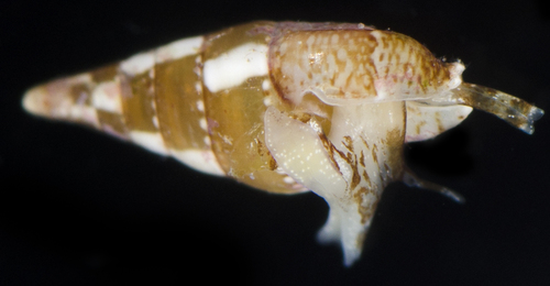 Mitrella loyaltyensis observed 2017-05-28