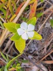 Catharanthus roseus image