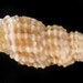 Kermia - Photo (c) smithsonian_marinegeo, some rights reserved (CC BY-NC-SA), uploaded by smithsonian_marinegeo