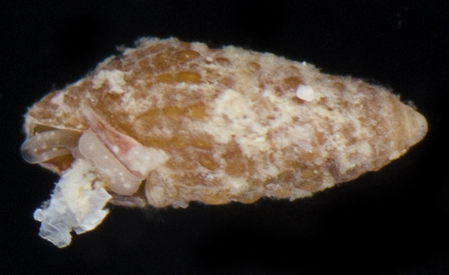 Carinapex observed 2017-05-28