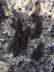 Callithamnion pikeanum