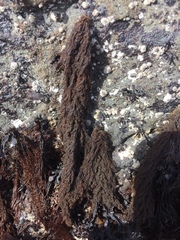 Callithamnion pikeanum