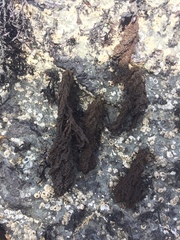 Callithamnion pikeanum