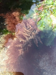 Callithamnion pikeanum