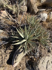 Agave cerulata