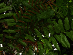 Lomariopsis japurensis