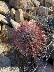 Ferocactus gracilis coloratus