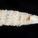 Euthymella concors - Photo (c) smithsonian_marinegeo, some rights reserved (CC BY-NC-SA), uploaded by smithsonian_marinegeo