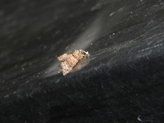 Chlumetia transversa
