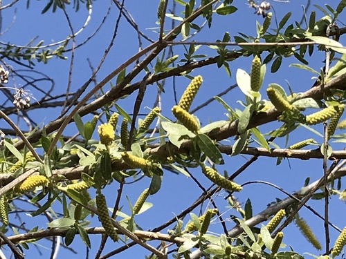 iNaturalist observation photo of Willows