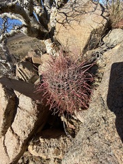 Ferocactus gracilis coloratus
