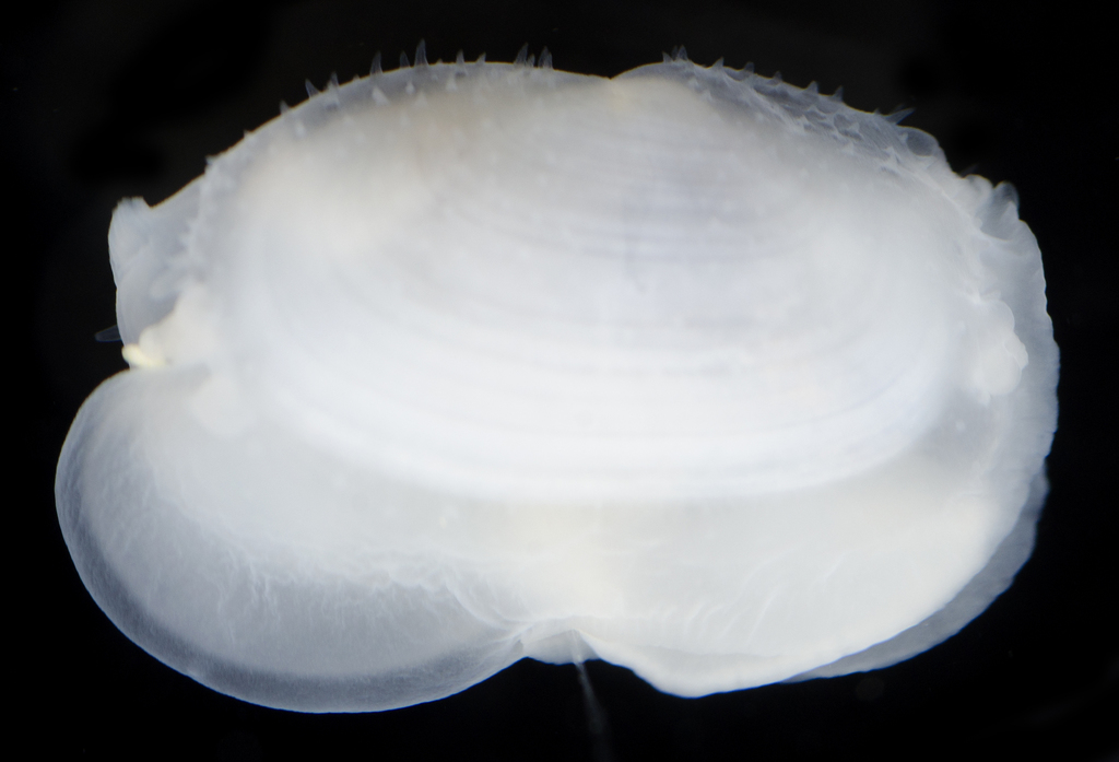 Scintilla hiloa