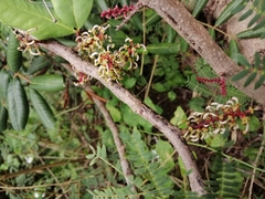 Ceratonia siliqua