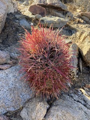Ferocactus gracilis coloratus