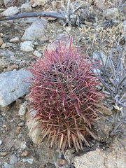 Ferocactus gracilis coloratus