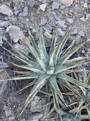 Agave cerulata