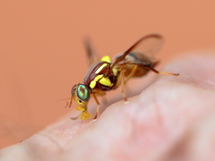 Bactrocera jarvisi