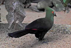 Tauraco persa buffoni