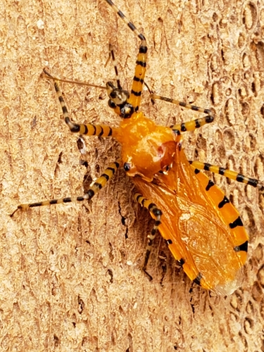 Orange Assassin Bug photo 4