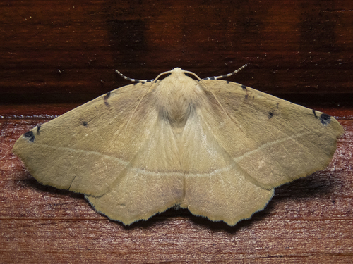 Tetracis chilenaria · iNaturalist United Kingdom