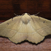 Tetracis chilenaria - Photo (c) Claudio Maureira, some rights reserved (CC BY-NC-SA), uploaded by Claudio Maureira
