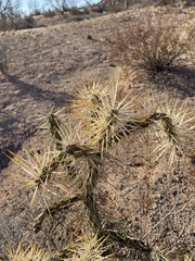 Cylindropuntia molesta molesta