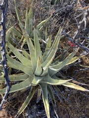 Agave cerulata