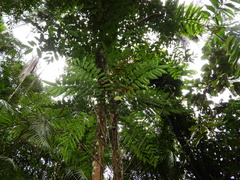 Lomariopsis japurensis