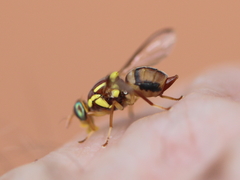 Bactrocera jarvisi
