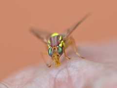 Bactrocera jarvisi