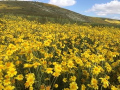 Monolopia lanceolata