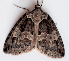 Hydriomena ruberata