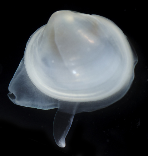 Kellia hawaiensis observed 2017-05-27