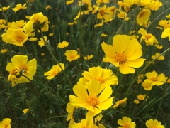 Leptosyne calliopsidea