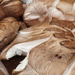 Shiitake - Photo (c) furm, some rights reserved (CC BY-NC)
