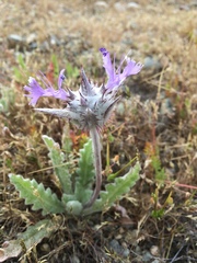 Salvia carduacea