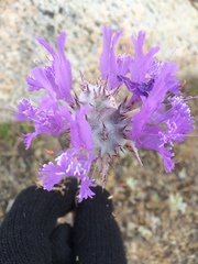 Salvia carduacea