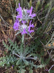 Salvia carduacea