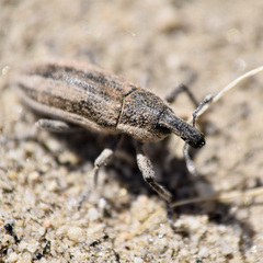 Scaphomorphus
