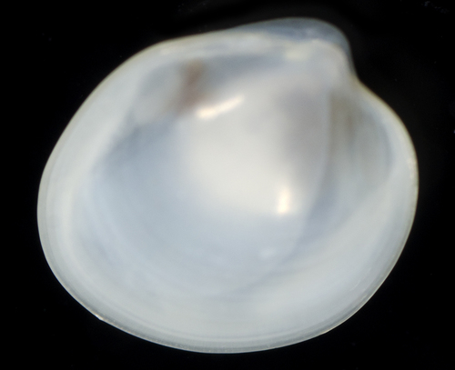 Kellia hawaiensis observed 2017-05-27