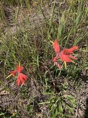 Castilleja subinclusa
