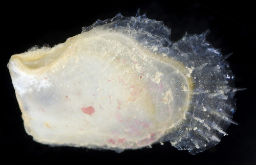 Isognomon legumen observed 2017-05-28