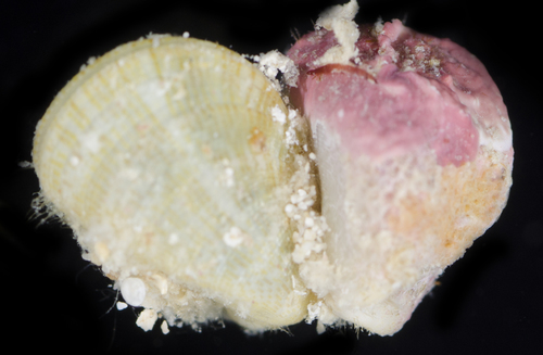 Septifer cumingii observed 2017-05-28