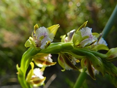 Prasophyllum fimbria