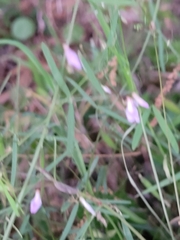 Vicia acutifolia