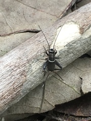 Teleogryllus