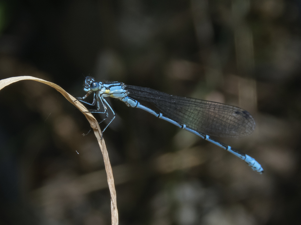 Antiagrion gayi