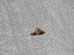 Endotricha repandalis