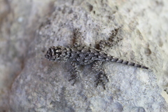 Sceloporus lundelli gaigeae