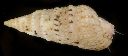 Cerithium obeliscus observed 2017-05-29